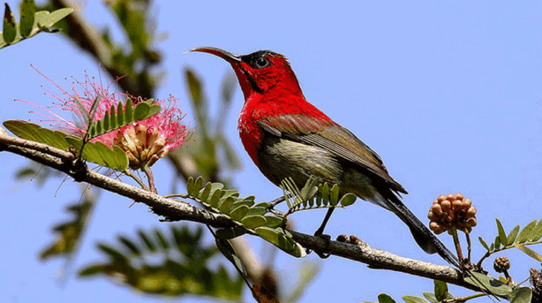 Bird Watching Tour in Nepal