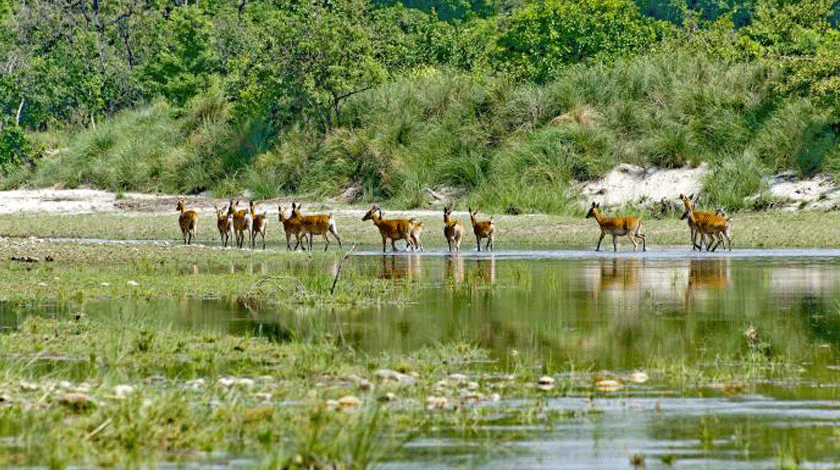 Bardiya national park